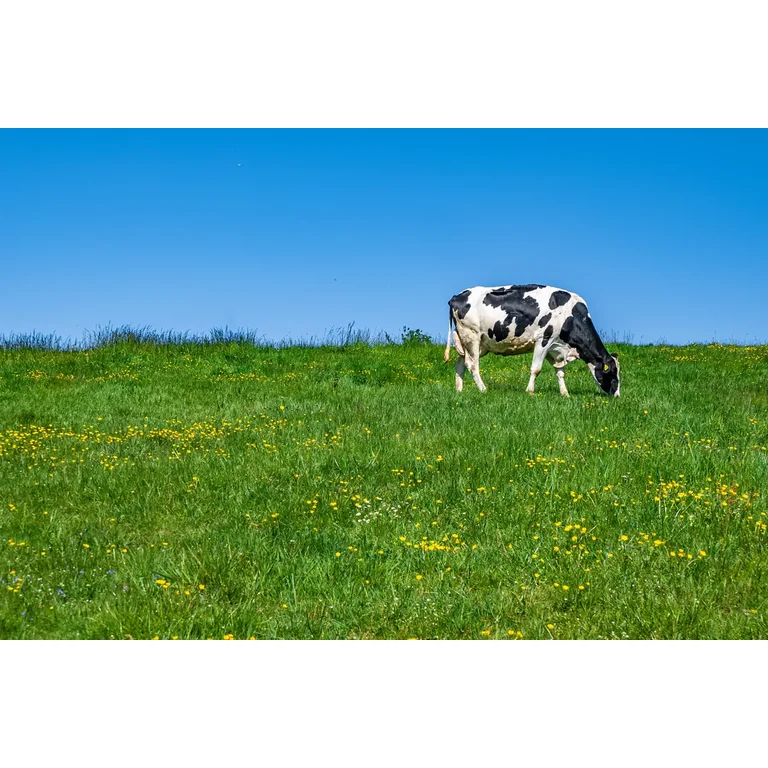 Cow & Gate Fruit Pouch Apple,Pear,Banana & Apricot Baby Food 4+ Months
