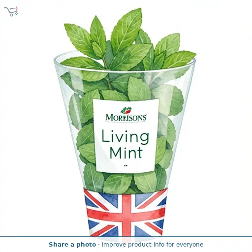 Morrisons Living Mint