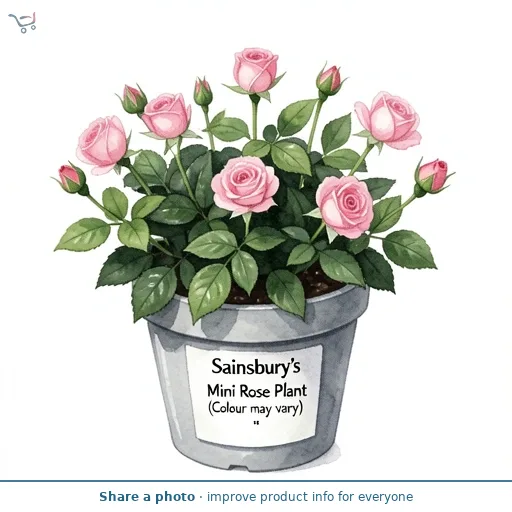 Sainsbury's Mini Rose Plant (Colour may vary)