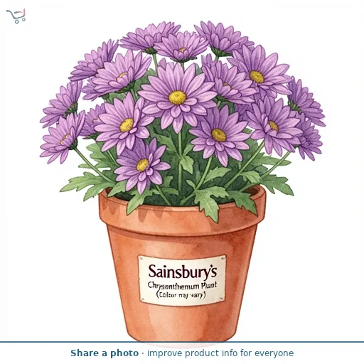 Sainsbury's Chrysanthemum Plant (Colour may vary)