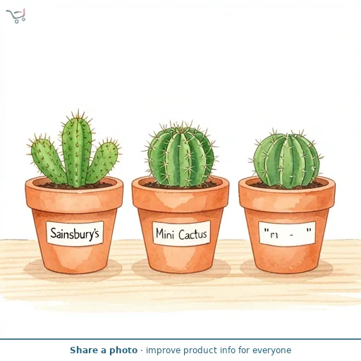Sainsbury's Mini Cactus