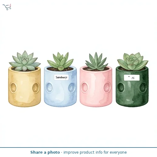 Sainsbury's Large Novelty Succulent