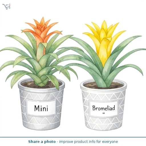 Mini Bromeliad