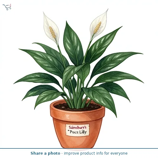 Sainsbury's Peace Lily