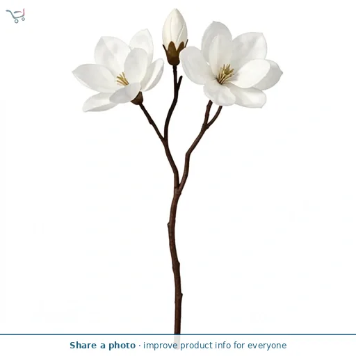 Sainbury's Magnolia Single Stem