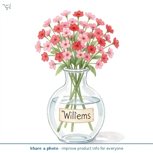 Sweet Williems